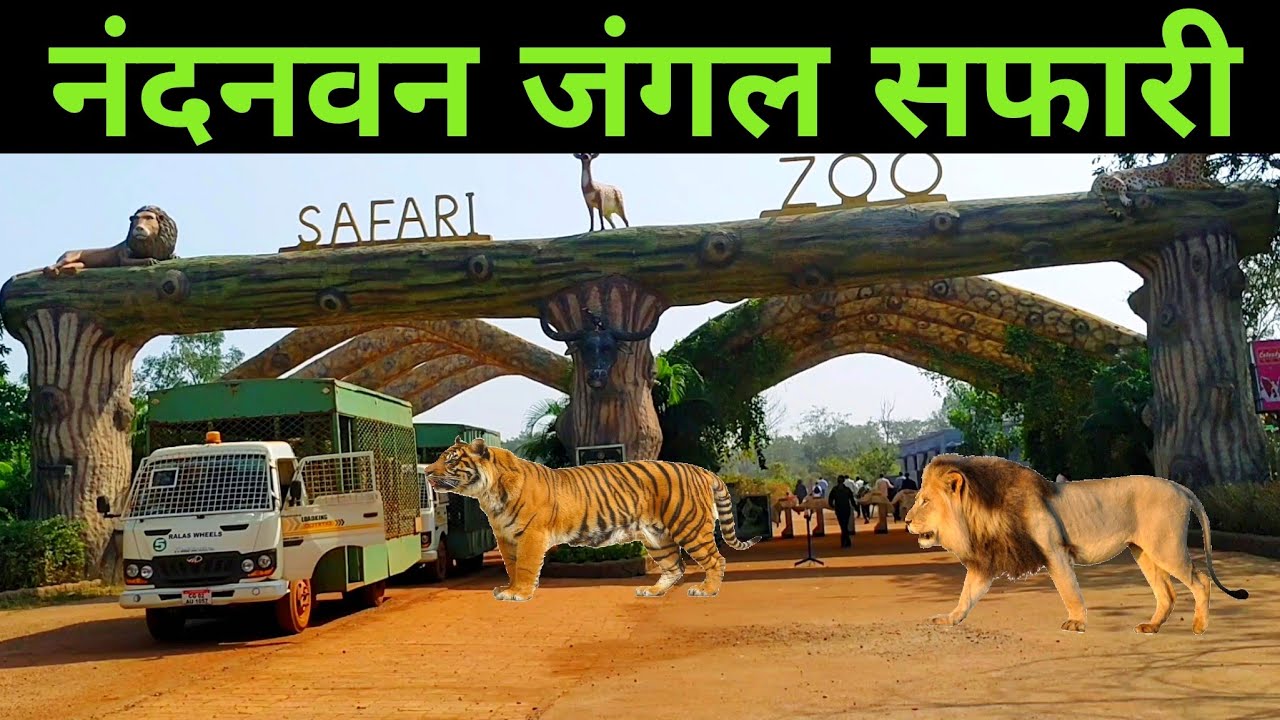 रायपुर जंगल सफारी में बाघ शावकों का पहला जन्मदिन धूमधाम से मनाया गया