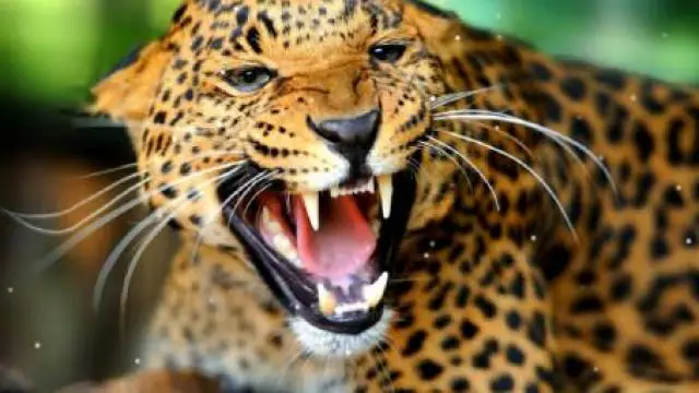 धमतरी में तेंदुए के हमले से खौफ सुरक्षा के किये गये कड़े इंतजाम