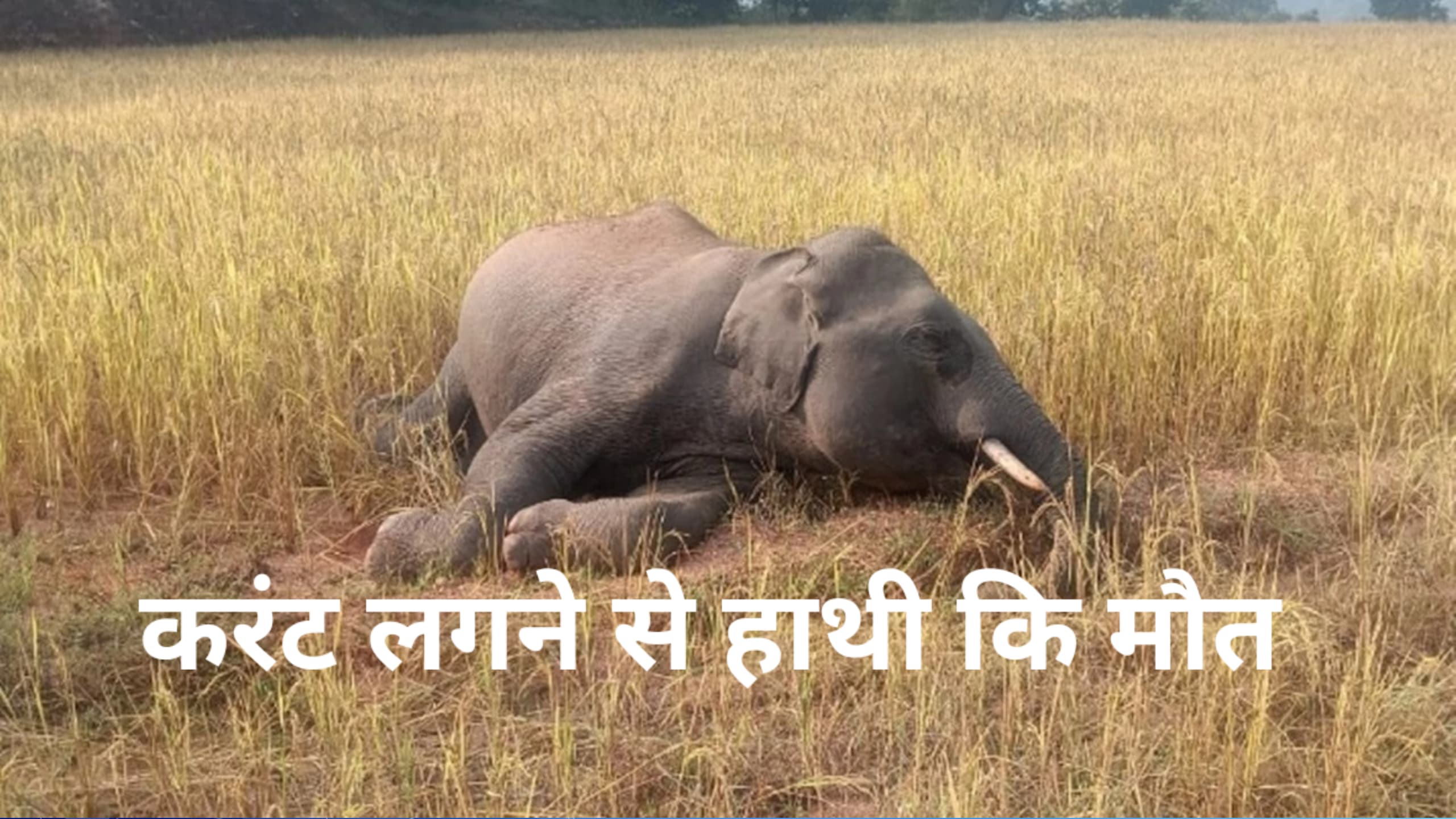 बलरामपुर जिले के मुरका गाँव में हाथी की मौत से हड़कंप