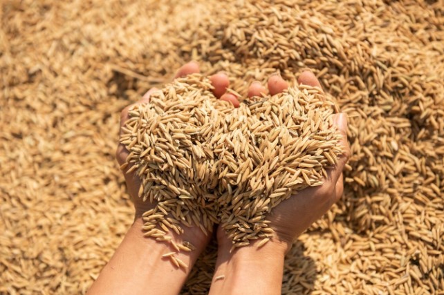 धान खरीदी 14 नवंबर से शुरू, इस बार 160 लाख मीट्रिक टन खरीदने का लक्ष्य