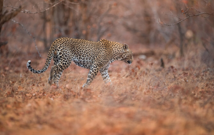 छत्तीसगढ़ में जंगली जानवरों का आतंक से वन विभाग ने बढ़ाई सतर्कता