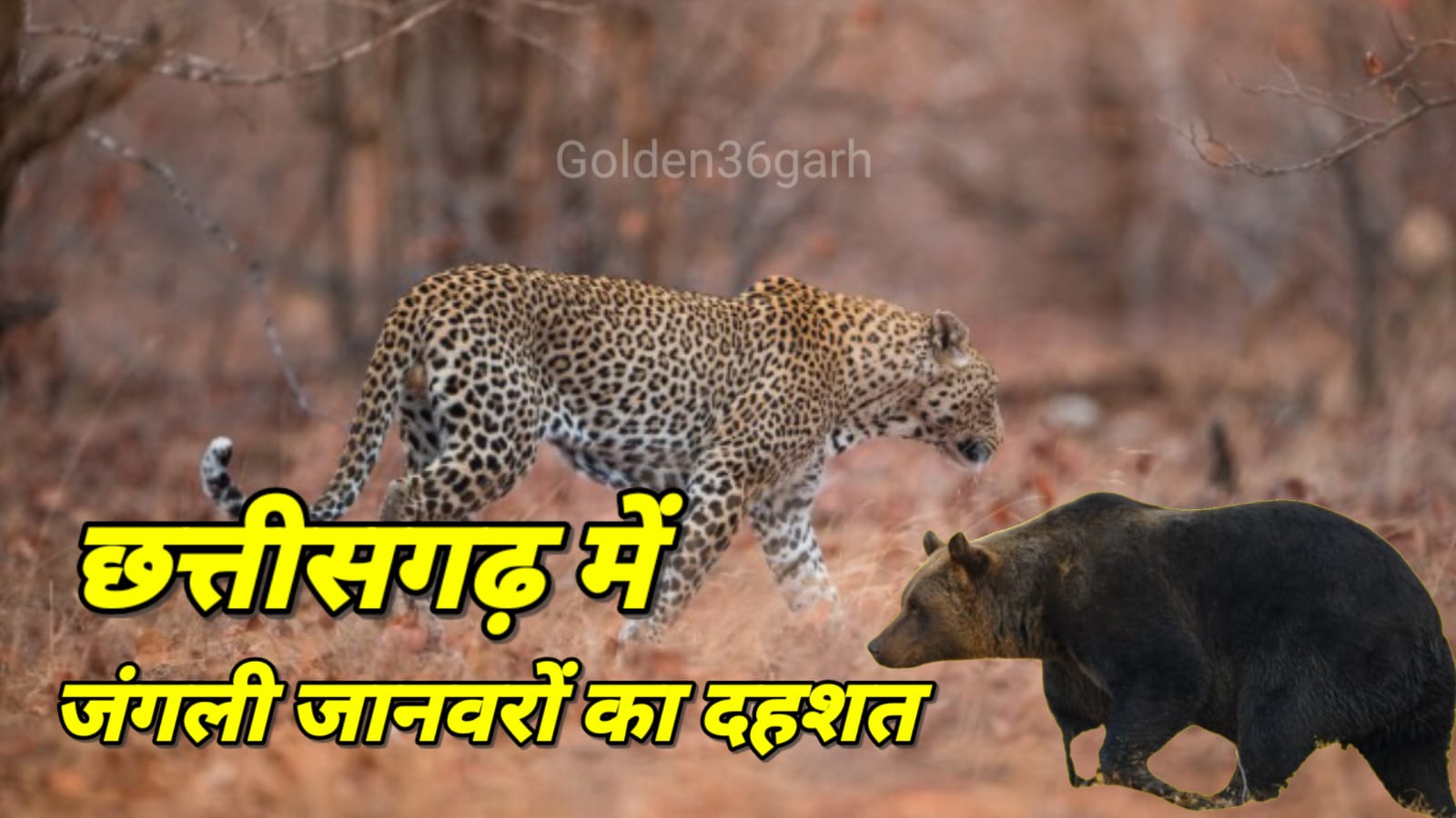 छत्तीसगढ़ में जंगली जानवरों के हमले से दहशत में लोग